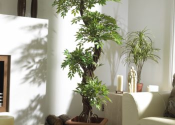 Главные достоинства комнатных деревьев и правила их выращивания