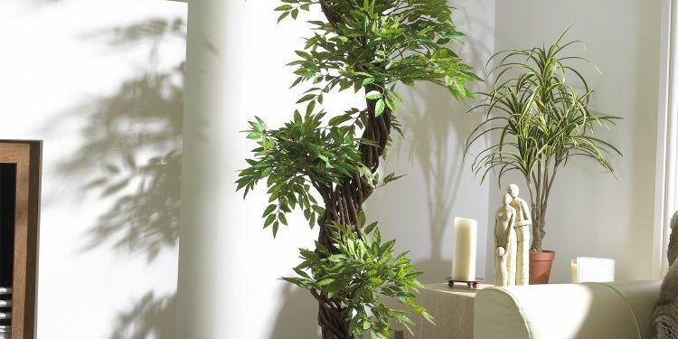 Главные достоинства комнатных деревьев и правила их выращивания