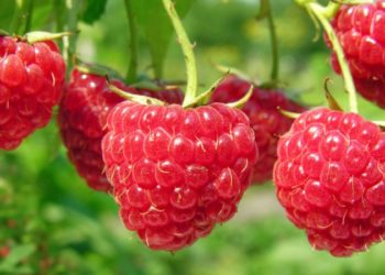 Правила посадки и выращивания малины: что нужно знать и как действовать