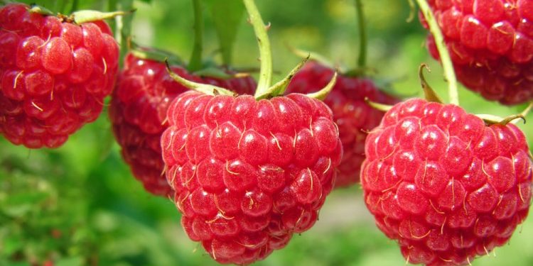 Правила посадки и выращивания малины: что нужно знать и как действовать