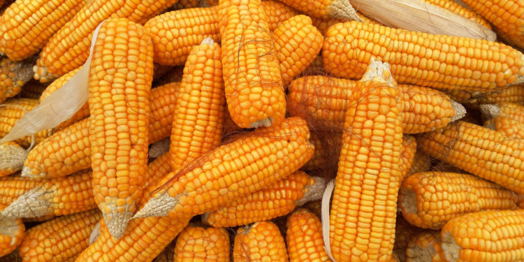 Как осуществляется оценка урожайности кукурузы: основные правила