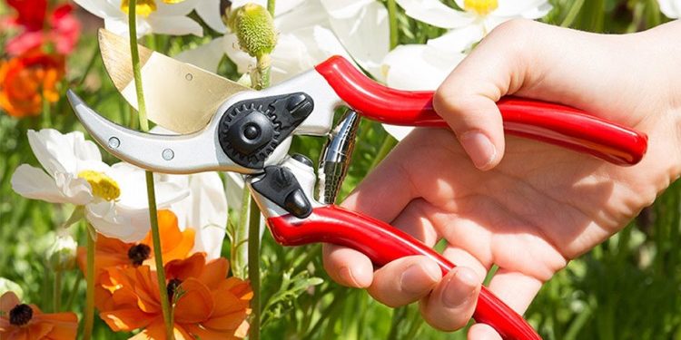 Как выбрать качественный секатор для огорода: перечень требований к нему