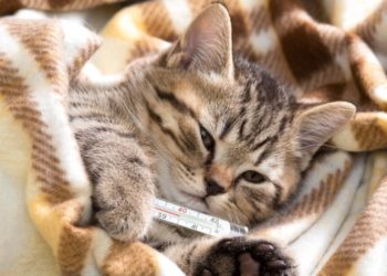 У кота поднялась температура: что послужило причиной и как вылечить питомца