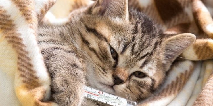 У кота поднялась температура: что послужило причиной и как вылечить питомца
