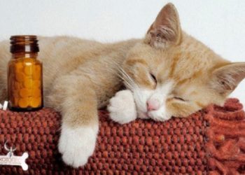 Что представляют собой успокоительные препараты для кошек и для чего они нужны
