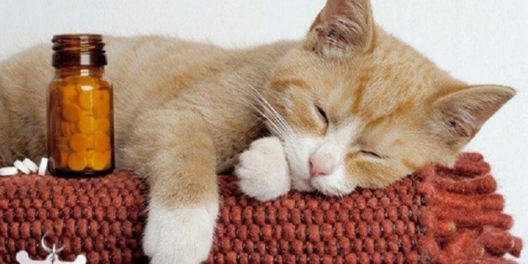 Что представляют собой успокоительные препараты для кошек и для чего они нужны