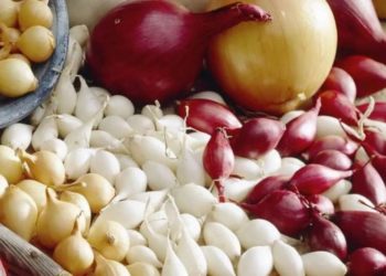 Преимущества голландского лука севок и правила его выращивания