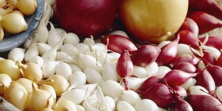 Преимущества голландского лука севок и правила его выращивания