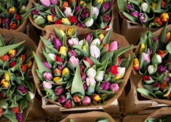 Идеи оформления букета из тюльпанов в домашних условиях