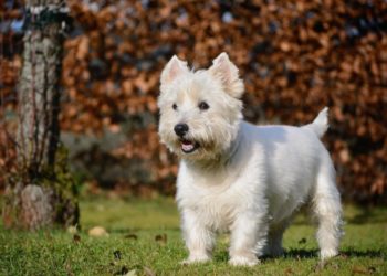 Что нужно знать о породе west highland white terrier: ее особенности