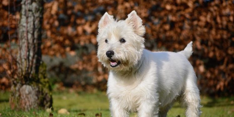 Что нужно знать о породе west highland white terrier: ее особенности