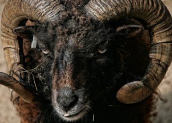 Сильные и слабые стороны тех, кто был рожден под знаком Овна