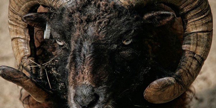 Сильные и слабые стороны тех, кто был рожден под знаком Овна