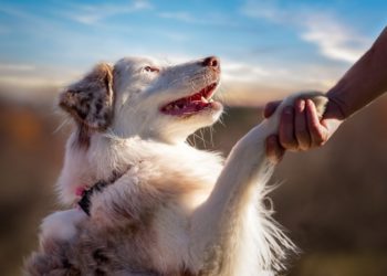 Как выбрать влажный корм для собаки: полезные советы и перечень требований к нему