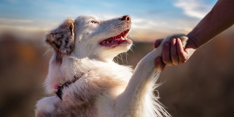 Как выбрать влажный корм для собаки: полезные советы и перечень требований к нему