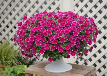 Секреты самостоятельного выращивания ампельной петунии: что нужно знать
