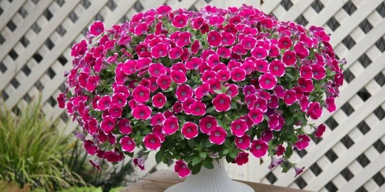 Секреты самостоятельного выращивания ампельной петунии: что нужно знать