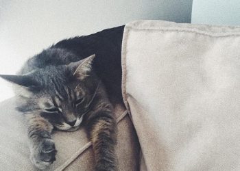 Выбираем мягкую мебель для дома, в котором есть животные