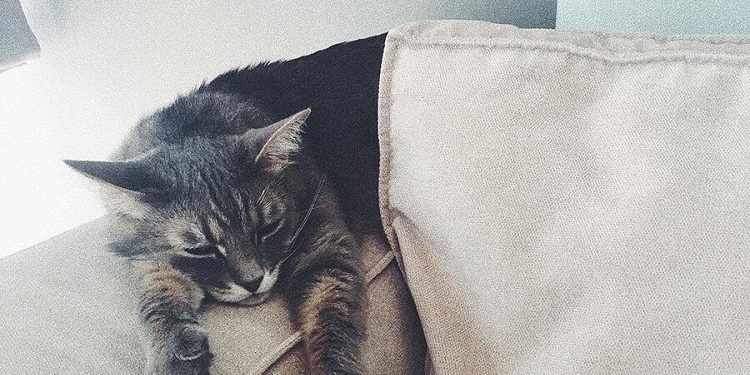 Выбираем мягкую мебель для дома, в котором есть животные