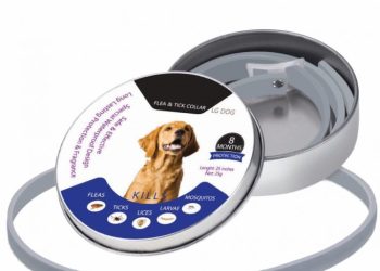 Корисні поради щодо вибору нашийників від бліх: якими вони мають бути