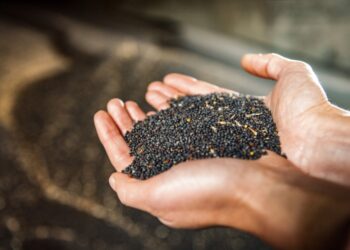 Як вирощувати насіння ріпаку: перелік основних правил та корисні поради