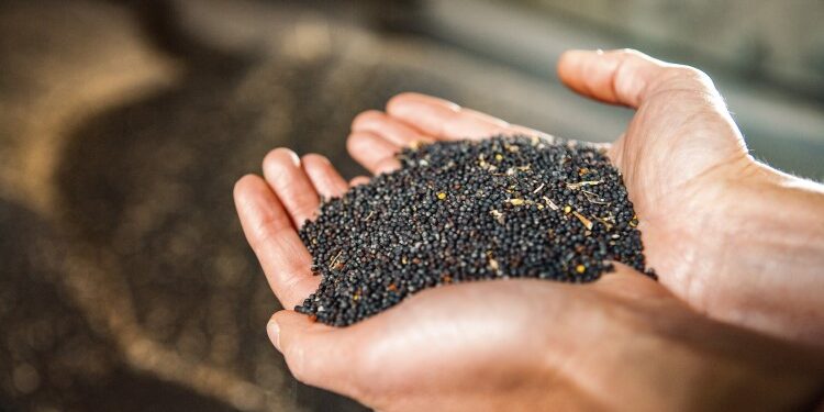 Як вирощувати насіння ріпаку: перелік основних правил та корисні поради