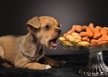 Різновиди ласощів для собак та корисні поради щодо їх вибору