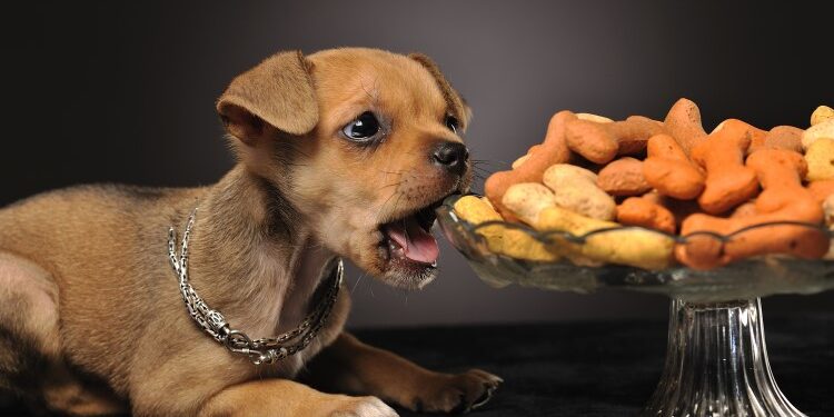 Різновиди ласощів для собак та корисні поради щодо їх вибору