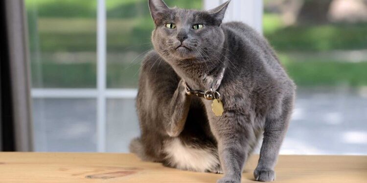 Захист від паразитів: Коли та як давати коту таблетку від глистів