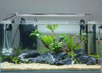 Обігрів акваріума: поради щодо підтримання оптимальної температури води