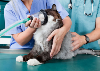 Оксигенотерапия для животных: понятие и суть