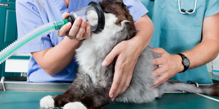 Оксигенотерапия для животных: понятие и суть