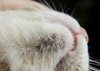 Особливості догляду за шкірою та шерстю котів з алергією