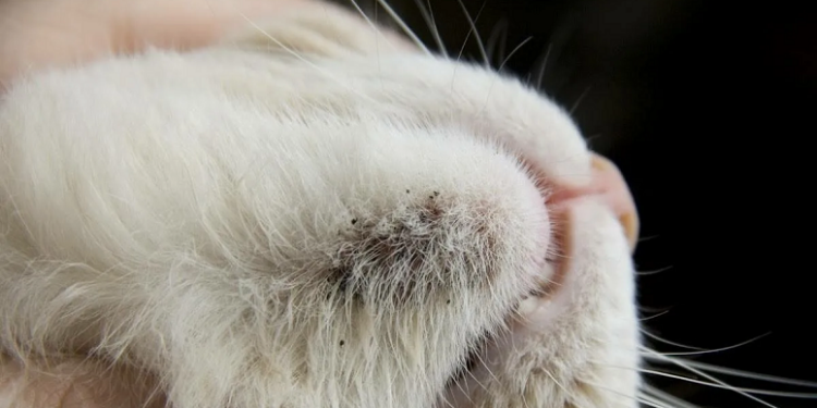 Особливості догляду за шкірою та шерстю котів з алергією