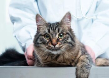 Как осуществляется стерилизация кошек: основные правила проведения процедуры