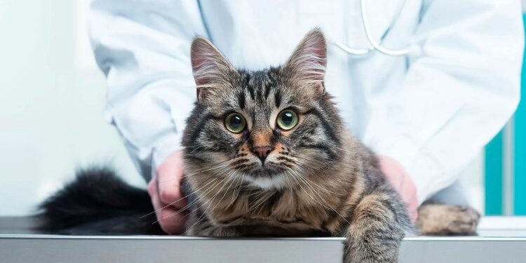 Как осуществляется стерилизация кошек: основные правила проведения процедуры