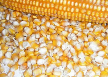 Насіння кукурудзи: що потрібно знати та правила вирощування