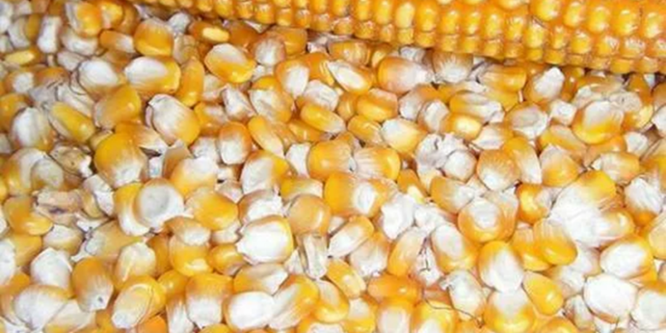 Насіння кукурудзи: що потрібно знати та правила вирощування
