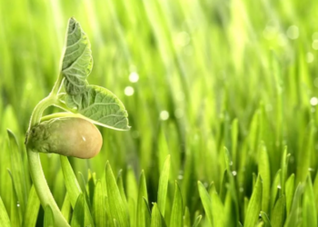 Біостимулятори: різновиди, призначення та правила використання