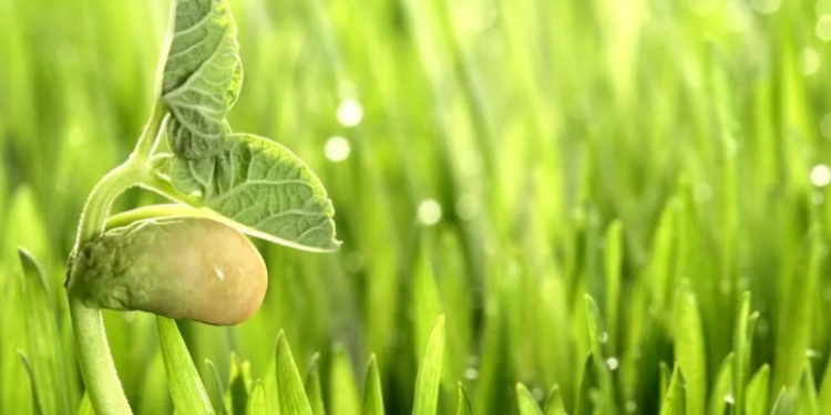 Біостимулятори: різновиди, призначення та правила використання