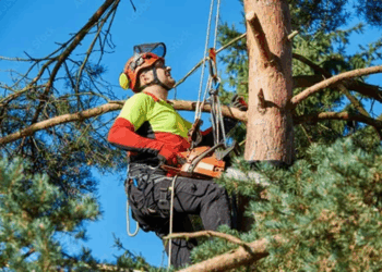 Понятие арбористики и ее современные технологии