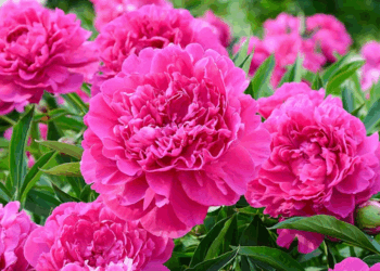 Как выращивать пионы: правила и несколько советов