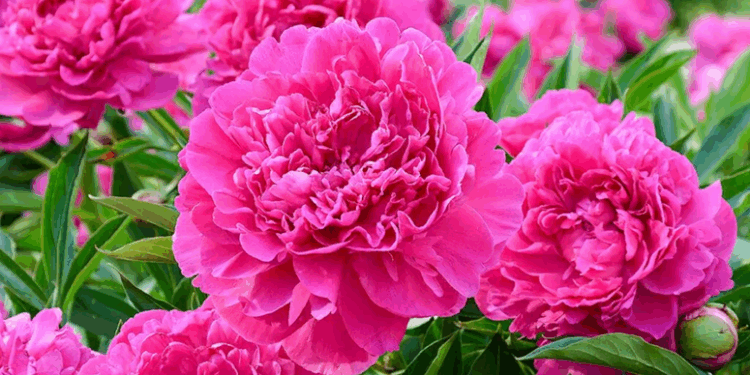 Как выращивать пионы: правила и несколько советов