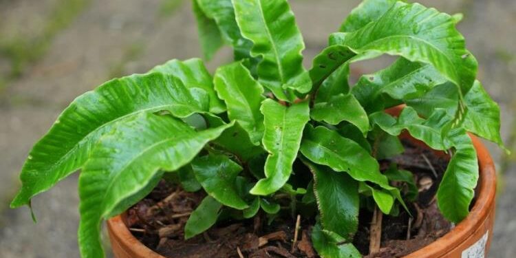 Полное руководство по посадке и выращиванию Асплениума для красивого домашнего интерьера