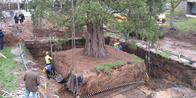 Практические советы и правила правильной пересадки деревьев для успешного ухода